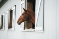 horse